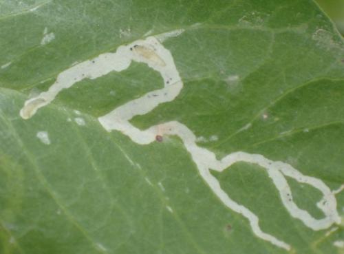 Réf. 345 054 : Chromatomyia horticola